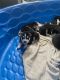 Alaskan Husky Puppies for sale in Austin, TX, USA. price: $700