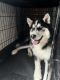 Alaskan Husky Puppies for sale in Frederick, MD, USA. price: $800