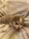 Alaskan Husky Puppies for sale in Tracy, CA, USA. price: $2,000