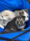 Alaskan Husky Puppies for sale in West Milton, OH, USA. price: $300