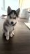 Alaskan Husky Puppies for sale in Statesville, NC, USA. price: $250
