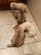 Alaskan Husky Puppies for sale in Renton, Washington. price: $900