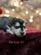 Alaskan Husky Puppies for sale in Caryville, Florida. price: $1,500