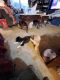 Alaskan Husky Puppies for sale in Keizer, OR, USA. price: $35,000