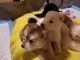 Alaskan Husky Puppies for sale in San Jose, California. price: $300