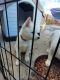 Alaskan Husky Puppies for sale in Victorville, California. price: $500