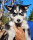 Alaskan Husky Puppies for sale in Charleston, South Carolina. price: $500