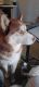 Alaskan Husky Puppies for sale in Muncie, Indiana. price: $320
