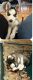 Alaskan Husky Puppies for sale in Apple Valley, California. price: $300