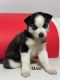 Alaskan Husky Puppies for sale in Polk City, FL 33868, USA. price: $500