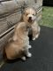 Husky de AlaskaLos cachorrosen venta en San Diego, California. Precio: $3,005,000
