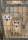 Alaskan Husky Puppies for sale in Temecula, California. price: $200