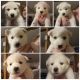 Alaskan Husky Puppies for sale in Newport, New Hampshire. price: $900