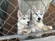 Alaskan Husky Puppies for sale in Sims, NC 27880, USA. price: NA