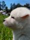 Alaskan Husky Puppies for sale in Morgan Hill, California. price: $350