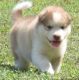 Alaskan Husky Puppies for sale in Las Vegas, NV, USA. price: $400