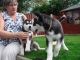 Alaskan Husky Puppies for sale in Chicago, IL, USA. price: NA