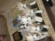 Alaskan Husky Puppies for sale in Fresno, CA, USA. price: NA