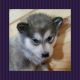 Alaskan Husky Puppies for sale in Mt Ayr, IA 50854, USA. price: $450