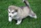 Alaskan Husky Puppies for sale in Enterprise, LA 71340, USA. price: NA