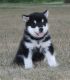 Alaskan Husky Puppies for sale in Westminster, CO, USA. price: NA