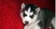 Alaskan Husky Puppies for sale in Fremont, CA, USA. price: NA