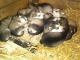 Alaskan Husky Puppies for sale in Pleasantville, PA 16341, USA. price: NA
