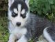 Alaskan Husky Puppies for sale in Baltimore, MD, USA. price: NA