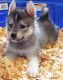 Alaskan Husky Puppies for sale in Burbank, CA, USA. price: NA