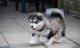 Alaskan Husky Puppies for sale in Atlanta, GA, USA. price: NA