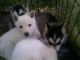 Alaskan Husky Puppies for sale in Temecula, CA, USA. price: NA