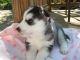 Alaskan Husky Puppies for sale in Graysville, AL, USA. price: $500