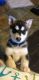 Alaskan Husky Puppies for sale in Tulsa, OK, USA. price: $575
