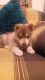 Alaskan Husky Puppies for sale in San Francisco, CA, USA. price: NA