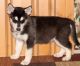 Alaskan Husky Puppies for sale in Dallas, TX, USA. price: $500