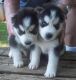 Alaskan Husky Puppies for sale in Ab Kamari, Afghanistan. price: NA