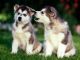 Alaskan Husky Puppies for sale in Alexander City, AL, USA. price: $450