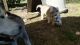Alaskan Husky Puppies for sale in Ashford, AL 36312, USA. price: $450