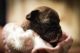 Alaskan Husky Puppies for sale in Saginaw, MI, USA. price: NA