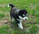 Alaskan Husky Puppies for sale in Daly City, CA, USA. price: NA