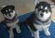 Alaskan Husky Puppies for sale in New York, NY, USA. price: NA