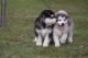 Alaskan Husky Puppies for sale in Charlotte, NC, USA. price: NA
