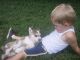 Alaskan Husky Puppies for sale in Forney, TX 75126, USA. price: NA