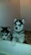 Alaskan Husky Puppies for sale in Alexandria Bay, NY, USA. price: NA
