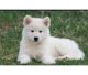 Alaskan Husky Puppies for sale in Dallas, TX, USA. price: $600