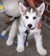 Alaskan Husky Puppies for sale in Round Rock, TX, USA. price: NA