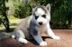 Alaskan Husky Puppies for sale in San Jose, CA, USA. price: NA
