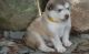 Alaskan Husky Puppies for sale in Ascension Island, ASCN 1ZZ, Saint Helena, Ascension and Tristan da Cunha. price: 400 SHP