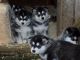 Alaskan Husky Puppies for sale in Austin, TX, USA. price: NA