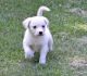 Alaskan Husky Puppies for sale in Detroit, MI, USA. price: NA